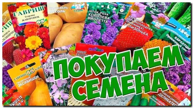 Реклама и продвижение продажи семян экзотических растений