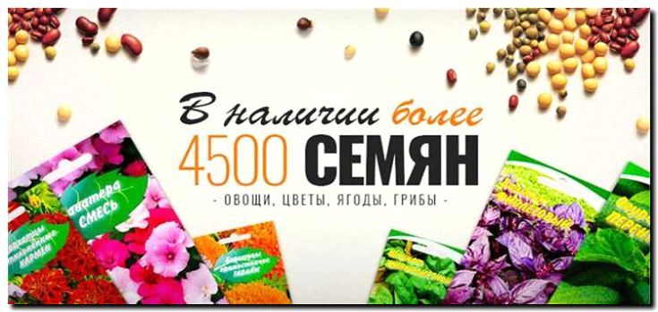 Реклама и продвижение продажи семян редких и коллекционных растений