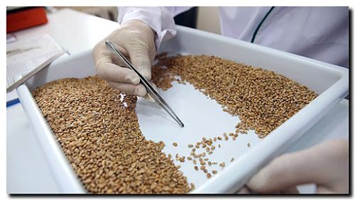 Реклама и продвижение продажи семян цветочных культур