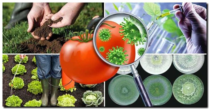 Реклама и продвижение продажи средств защиты растений