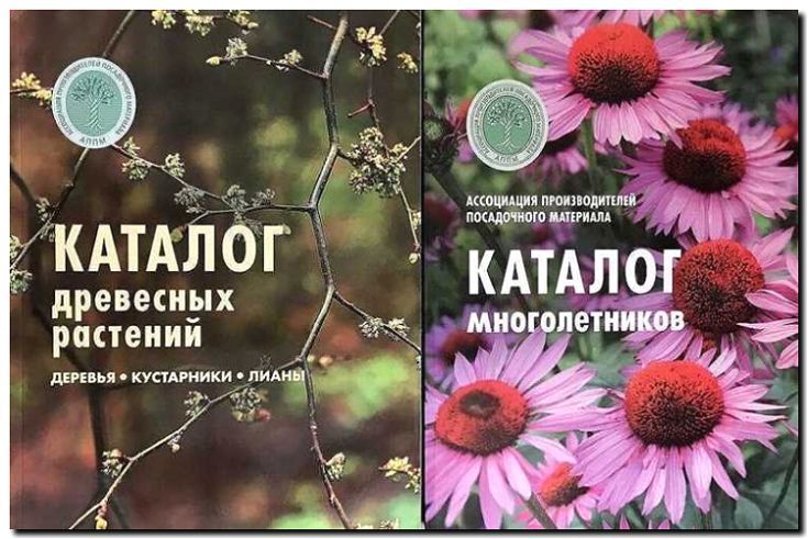 Реклама и продвижение продажи травянистых многолетников