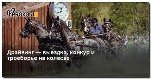 Реклама и продвижение проката лошадей