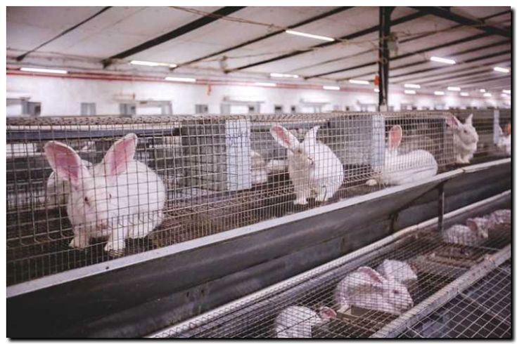 Реклама и продвижение промышленного кролиководства
