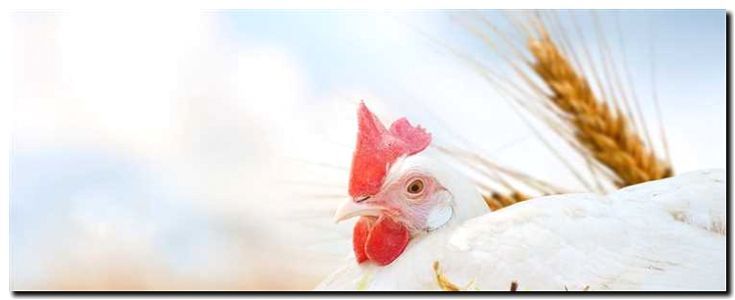 Реклама и продвижение птицефермы и животноводства