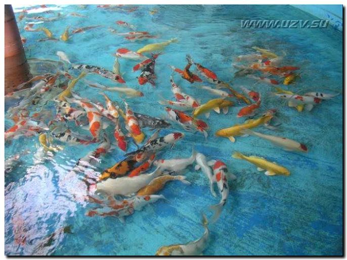 Реклама и продвижение разведения декоративных рыб