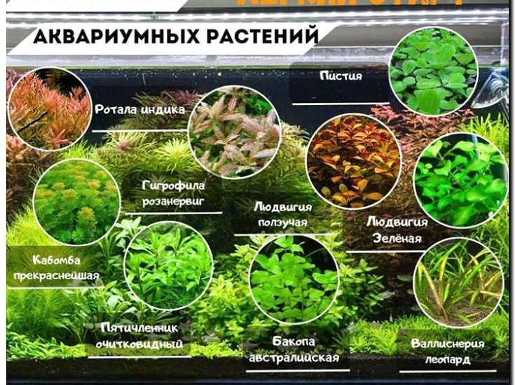 Реклама и продвижение разведения и продажи аквариумных растений