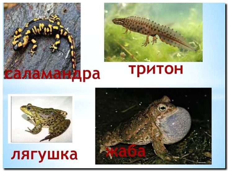 Реклама и продвижение разведения и продажи лягушек