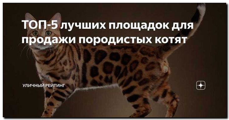 Реклама и продвижение разведения и продажи породистых котят