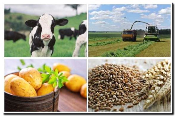 Реклама и продвижение разведения кормовых культур