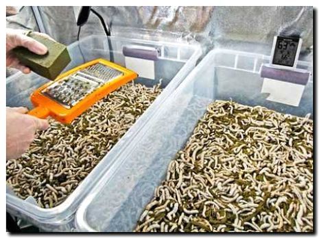 Реклама и продвижение разведения кормовых насекомых