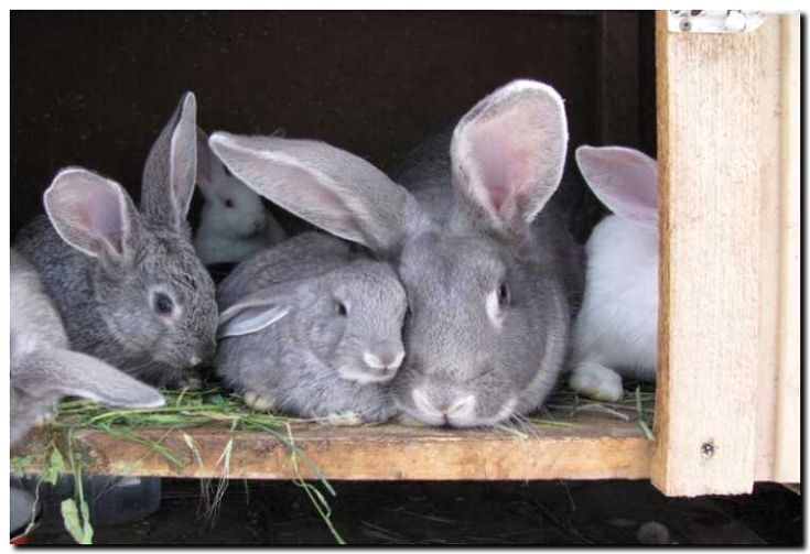 Реклама и продвижение разведения кроликов