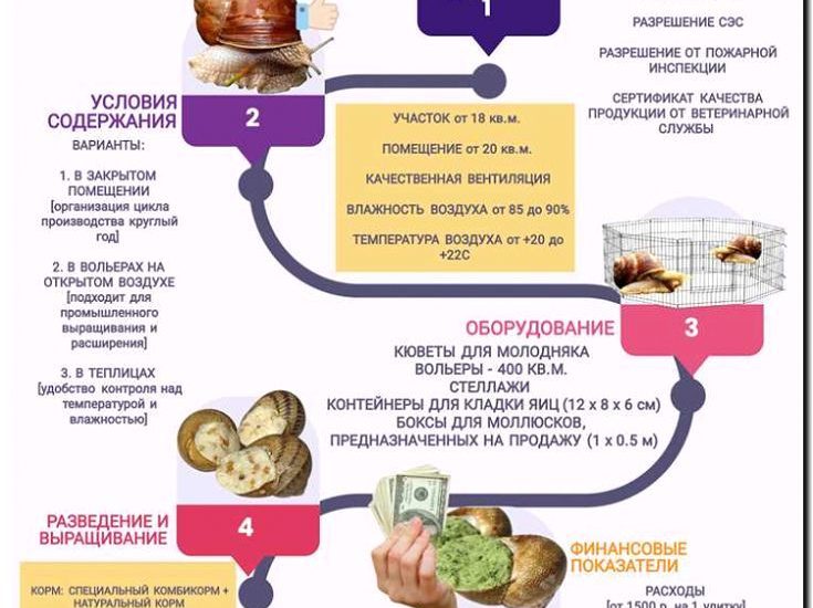Реклама и продвижение разведения улиток
