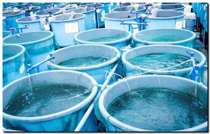 Реклама и продвижение рыбоводства (аквакультура)