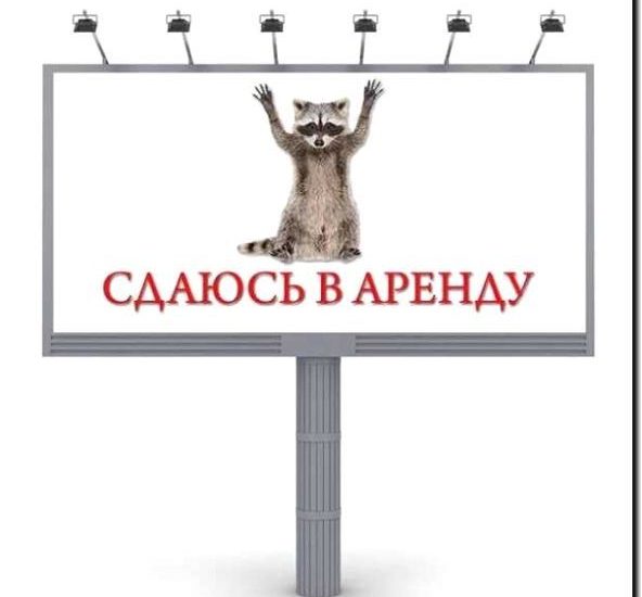 Реклама и продвижение сдачи в аренду для прогулок