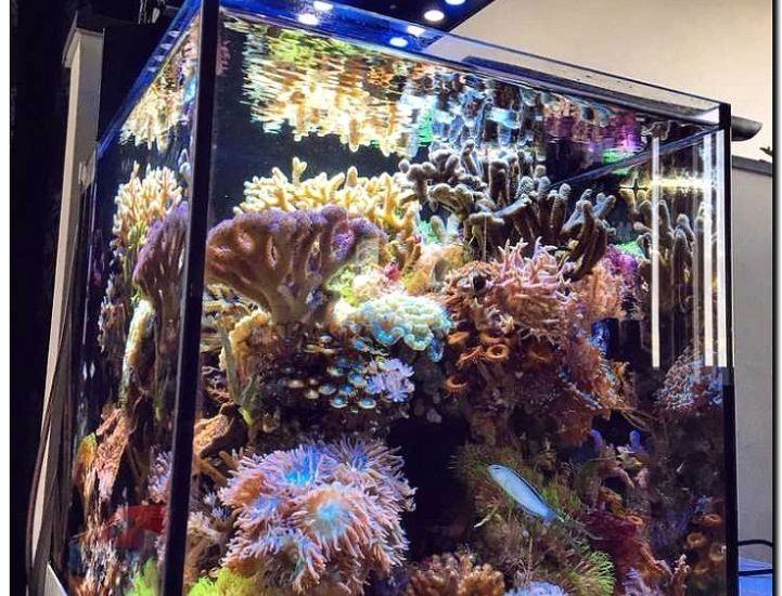 Реклама и продвижение создания и продажи морских аквариумов