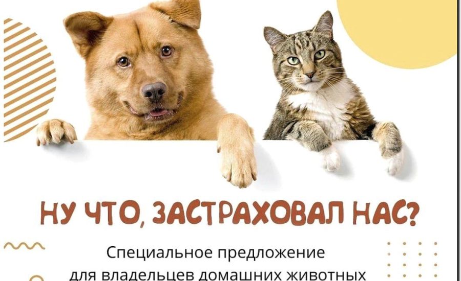 Реклама и продвижение страхования домашних животных