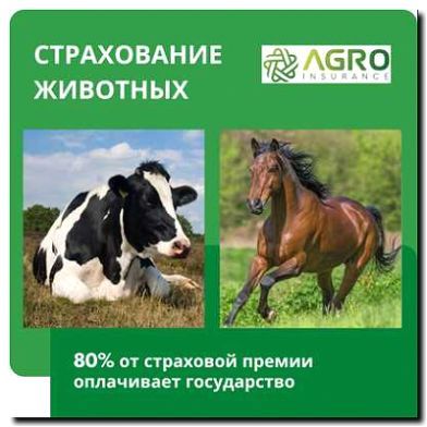 Реклама и продвижение страхования животных