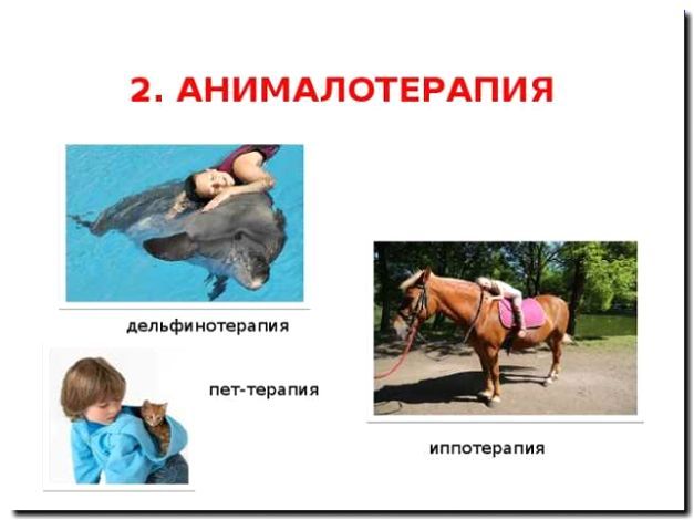 Реклама и продвижение услуг анималотерапии