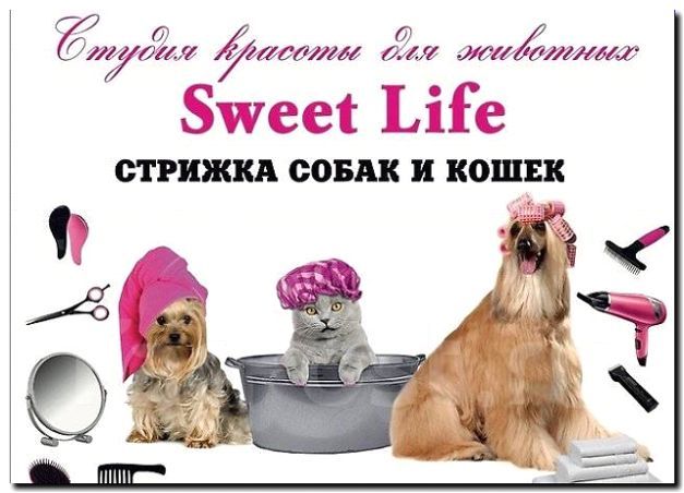 Реклама и продвижение услуг груминга для кошек