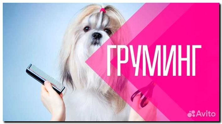 Реклама и продвижение услуг груминга для собак