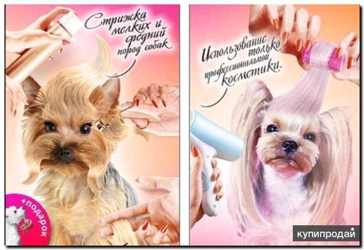 Реклама и продвижение услуг груминга для хорьков