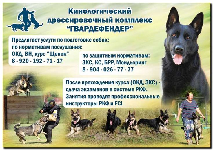 Реклама и продвижение услуг кинологической экспертизы