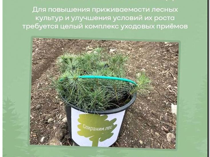 Реклама и продвижение услуг лесовосстановления и лесоразведения