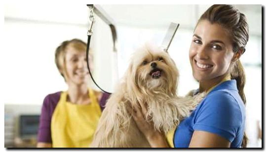 Реклама и продвижение услуг няни для собак