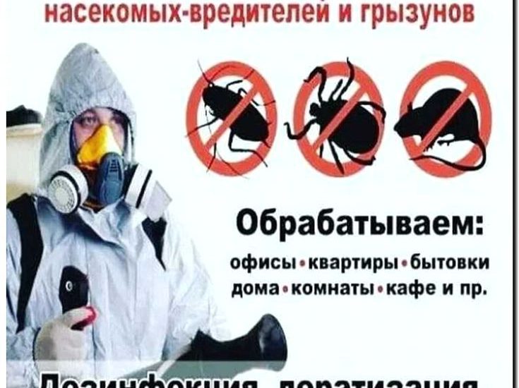 Реклама и продвижение услуг по дезинсекции и дератизации