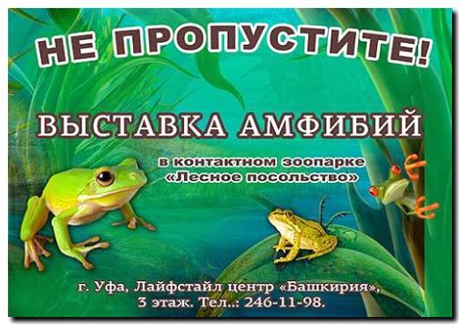 Реклама и продвижение услуг по лечению амфибий