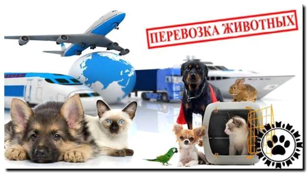 Реклама и продвижение услуг по перевозке животных
