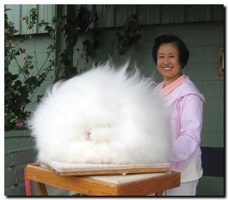 Реклама и продвижение услуг по стрижке ангорских кроликов и продажи пуха