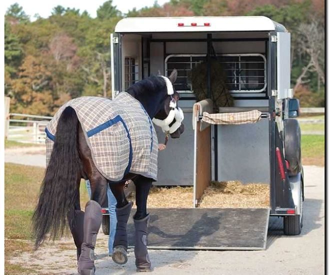 Реклама и продвижение услуг по транспортировке лошадей