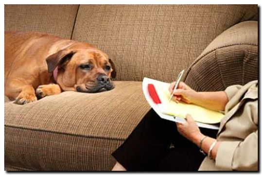 Реклама и продвижение услуг зоопсихолога