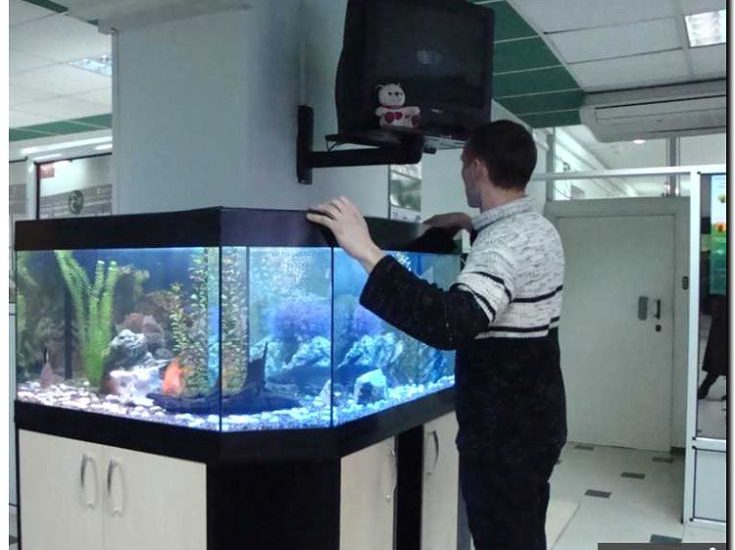 Реклама и продвижение установки и обслуживания аквариумов