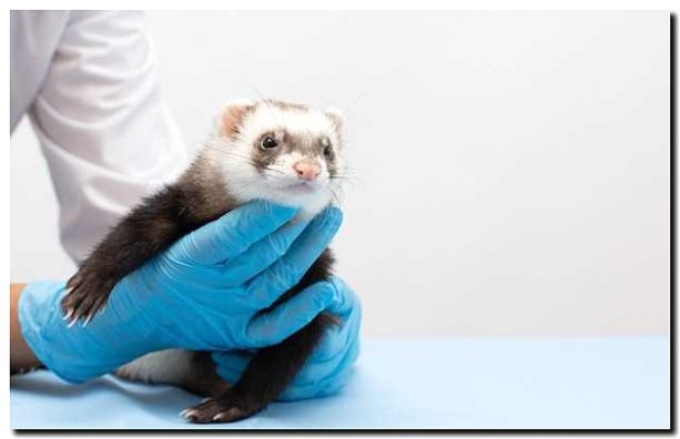 Реклама и продвижение ветеринара для хорьков