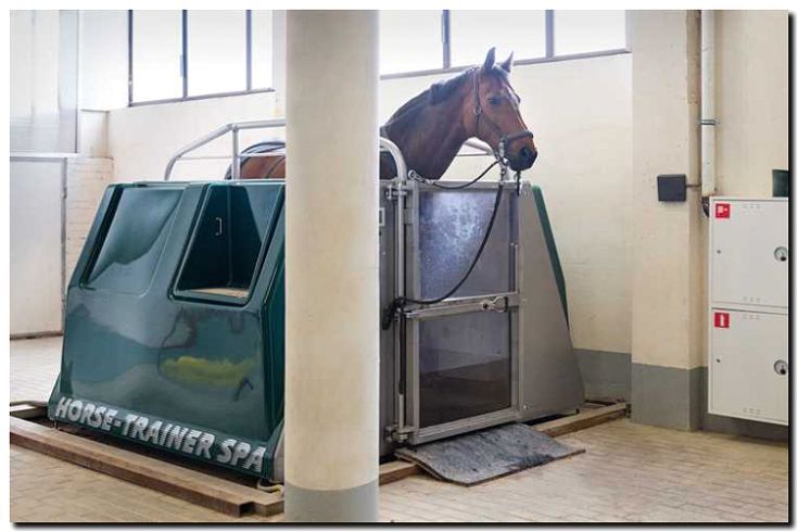 Реклама и продвижение ветеринарной клиники для лошадей