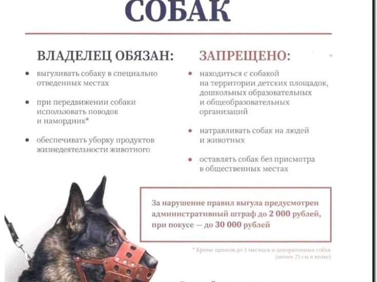 Реклама и продвижение выгула собак