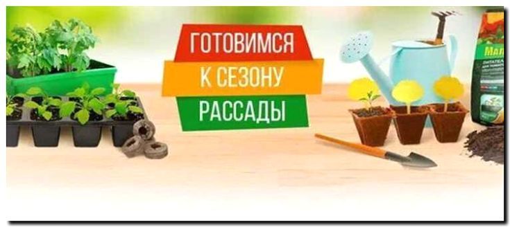 Реклама и продвижение выращивания и продажи рассады и семян