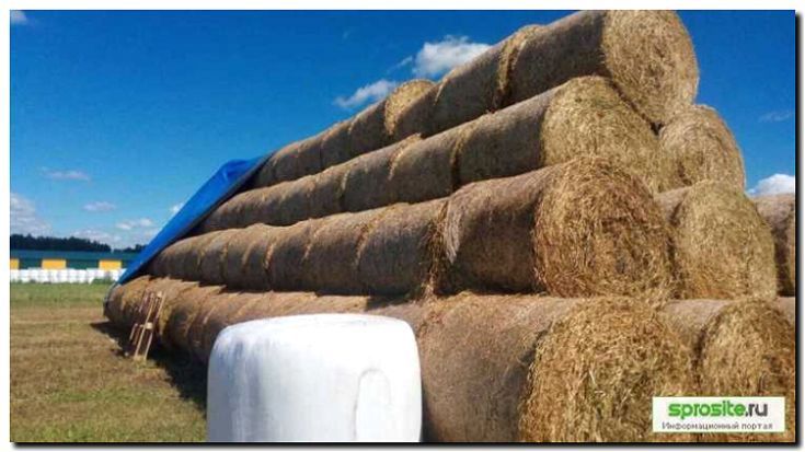 Реклама и продвижение заготовки и продажи сена