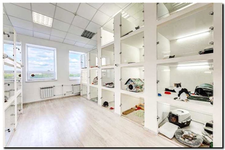 Реклама и продвижение зоогостиницы