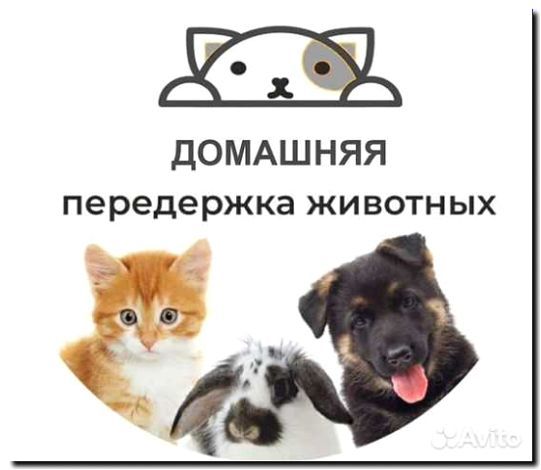 Реклама и продвижение зооняни (передержка животных)